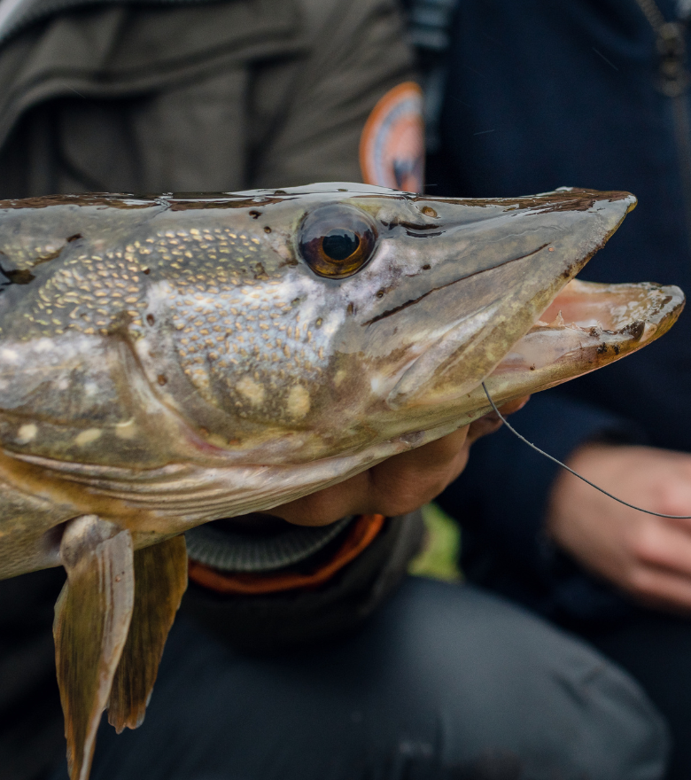 Alles over de gesloten tijd (video)
