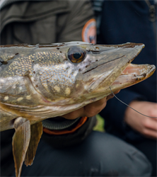 Alles over de gesloten tijd (video)
