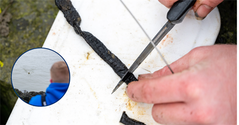 Franse tap: het aas voor de zeevisser