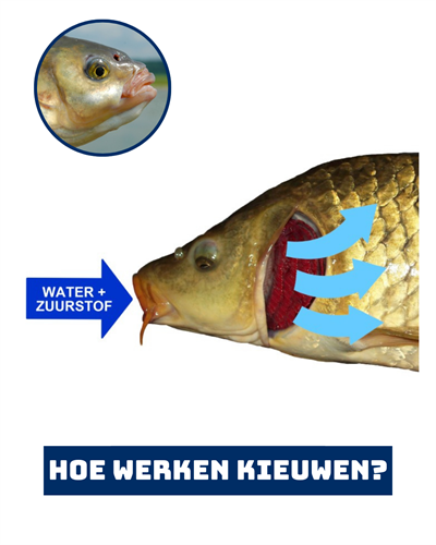Kieuwen: hoe vissen onder water ademhalen
