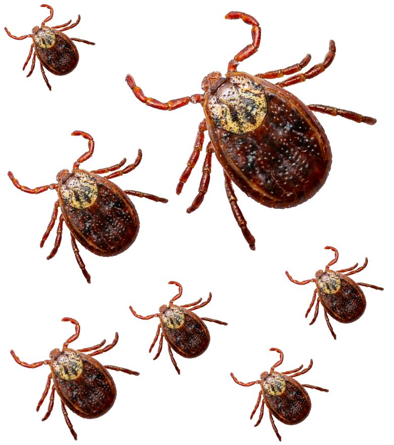 Verhoogd risico op tekenziekten bij sportvissers: bescherm je tegen een tekenbeet