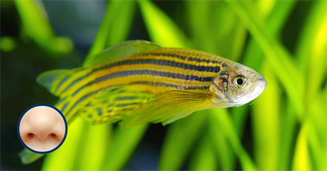 Wist je dat… vissen gevaar kunnen ruiken?